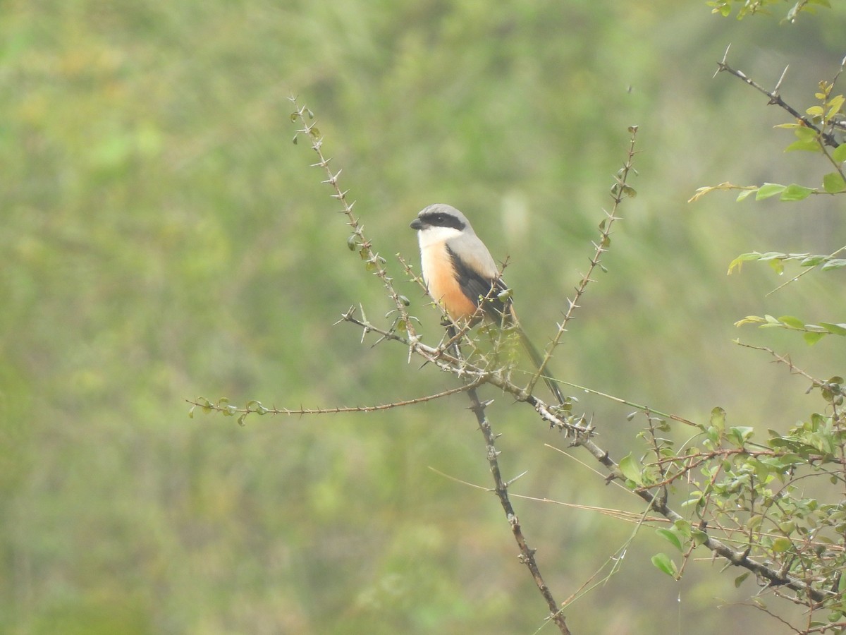 Long-tailed Shrike - ML646223281