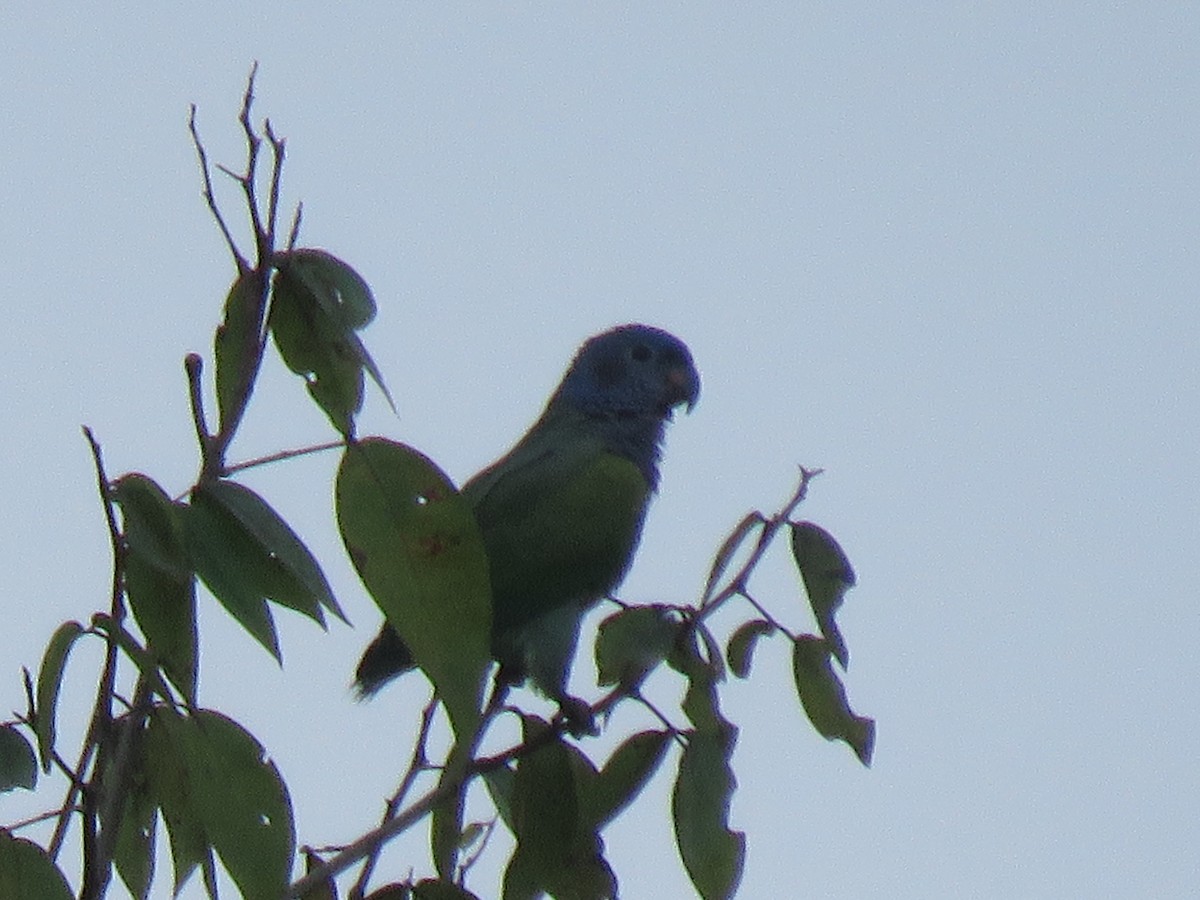 Mavi Başlı Papağan - ML646223285