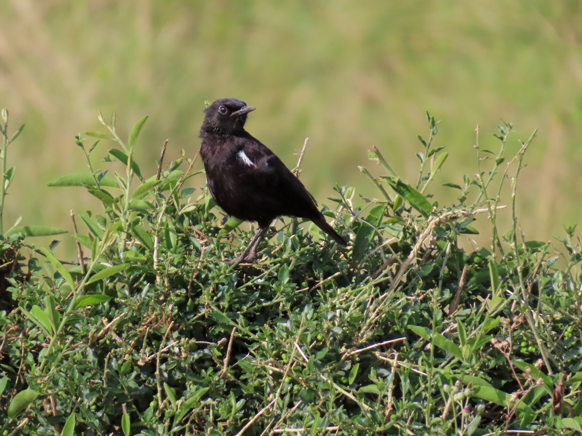 Termit Bülbülü - ML646223287