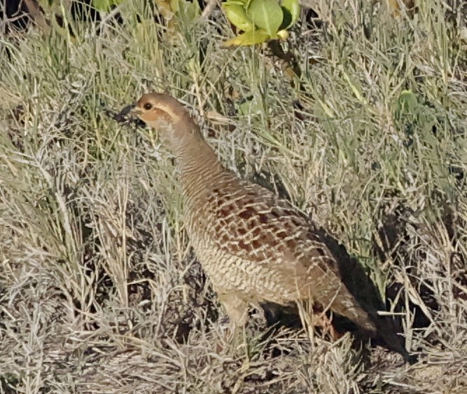 Boz Turaç - ML646223288