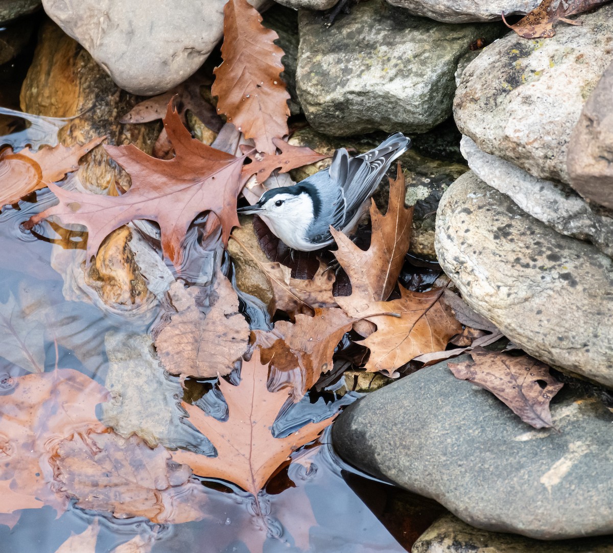 Beyaz Göğüslü Sıvacı - ML646223289