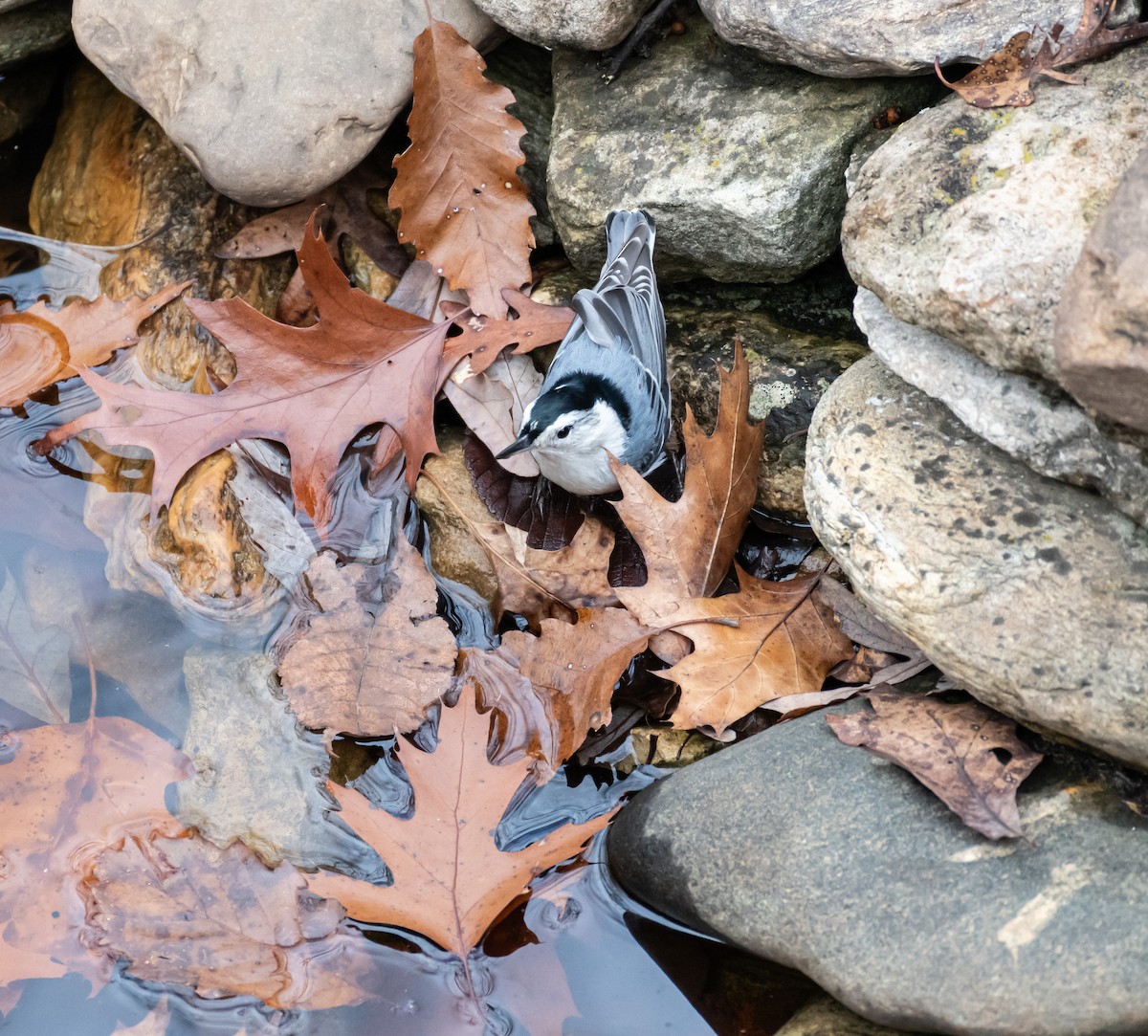 Beyaz Göğüslü Sıvacı - ML646223290