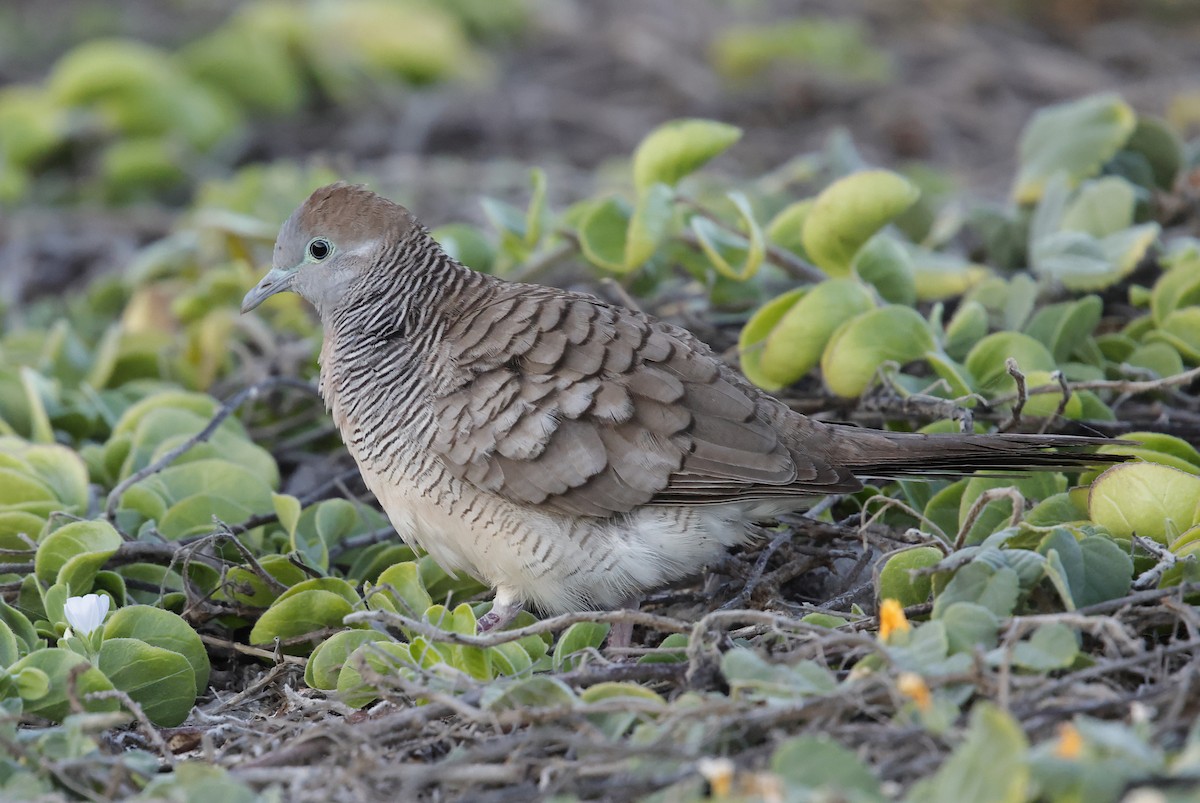 Zebra Kumrusu - ML646223291