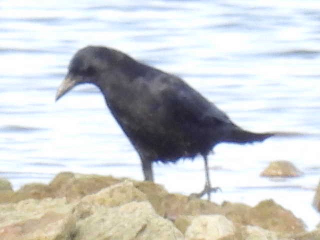 Amerika Kargası - ML646223292