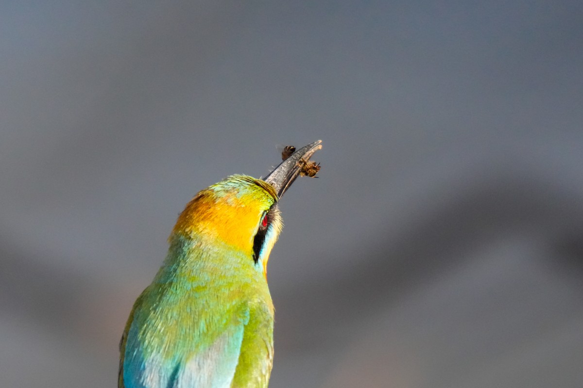 Rainbow Bee-eater - ML646223293