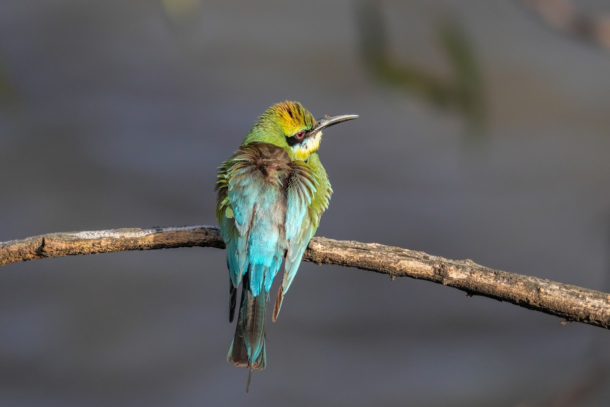 Rainbow Bee-eater - ML646223295