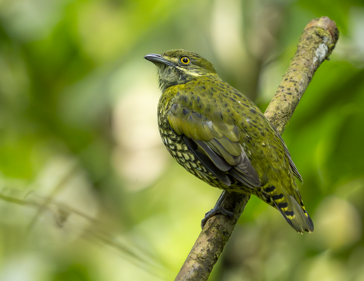 Pullu Meyveyiyen - ML646223296