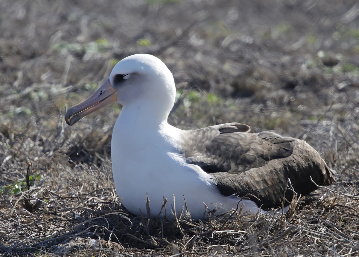 Laysan Albatross - ML646223299