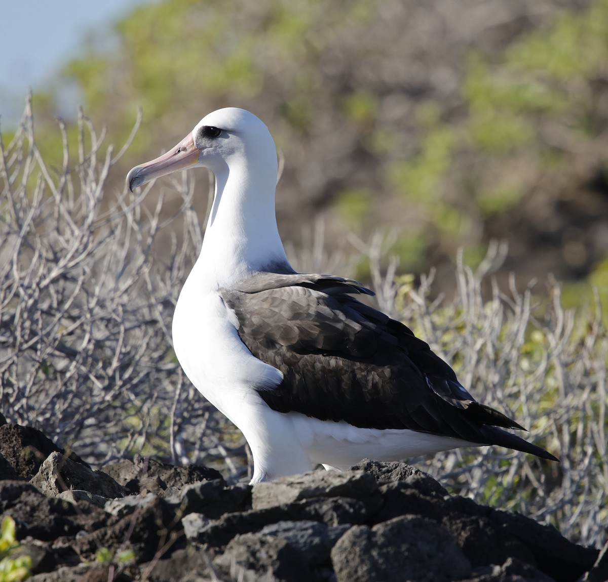 Laysan Albatross - ML646223302