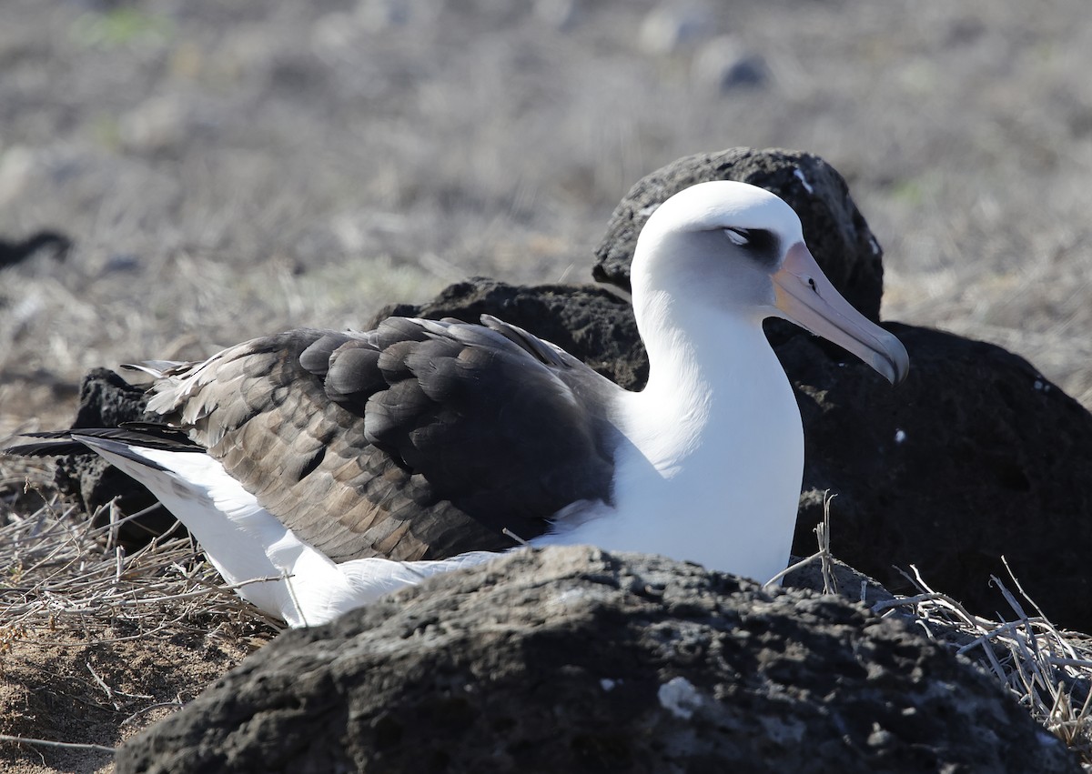 Laysan Albatross - ML646223303