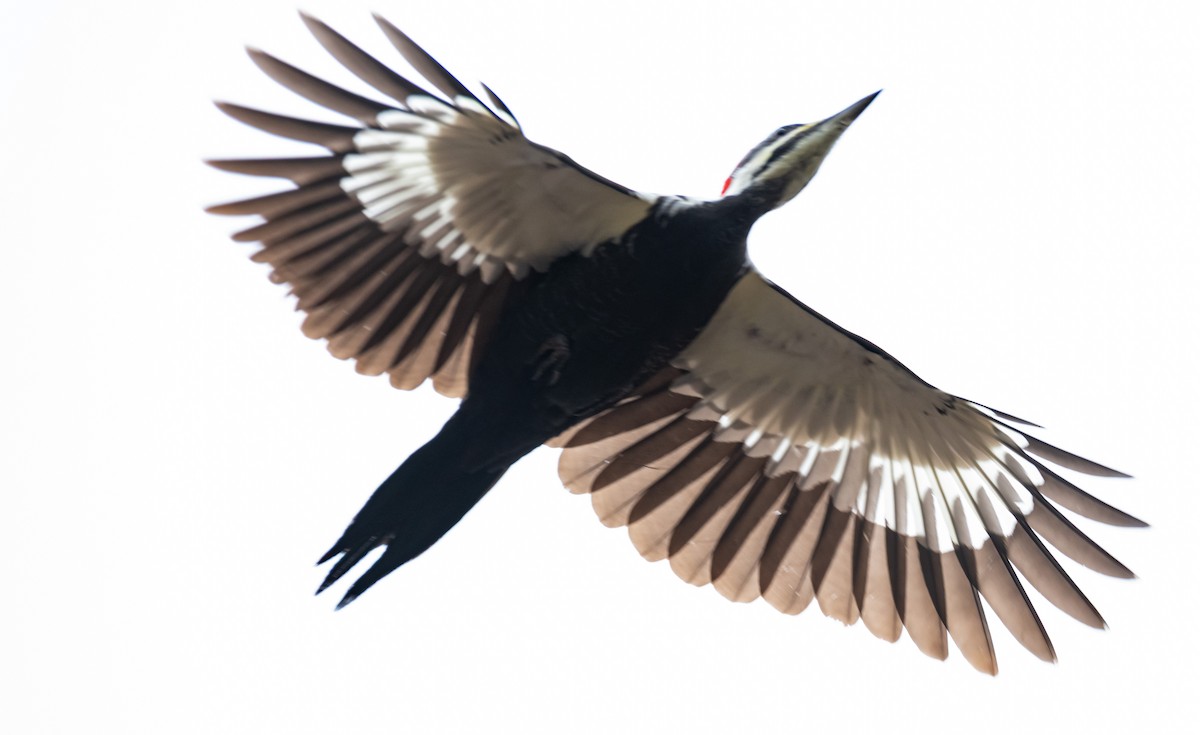 Kuzey Amerika Kara Ağaçkakanı - ML646223304