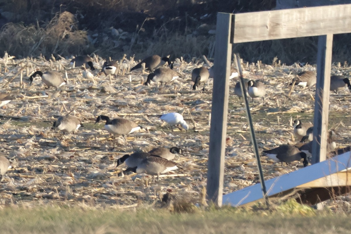 אווז קנדי - ML646223306