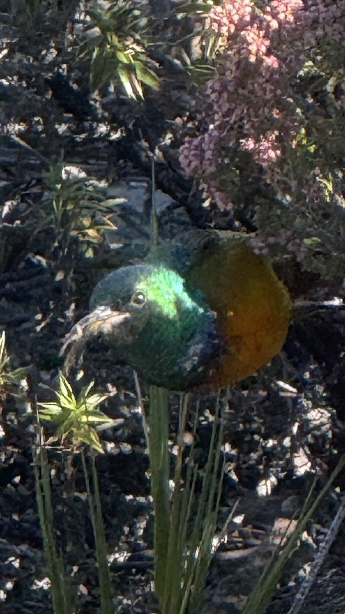 Orange-breasted Sunbird - ML646223310