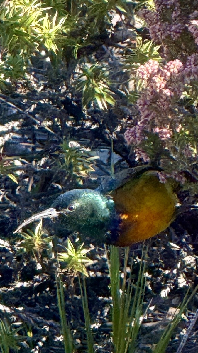 Orange-breasted Sunbird - ML646223311