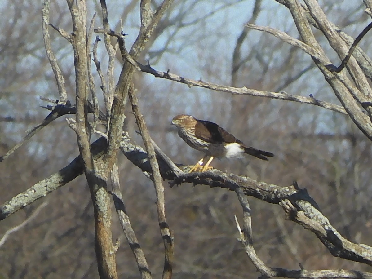 Cooper's Hawk - ML646223312