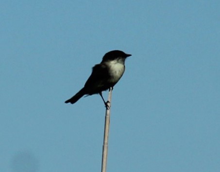 Eastern Phoebe - ML646223317