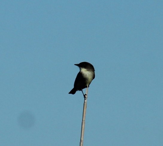 Eastern Phoebe - ML646223318