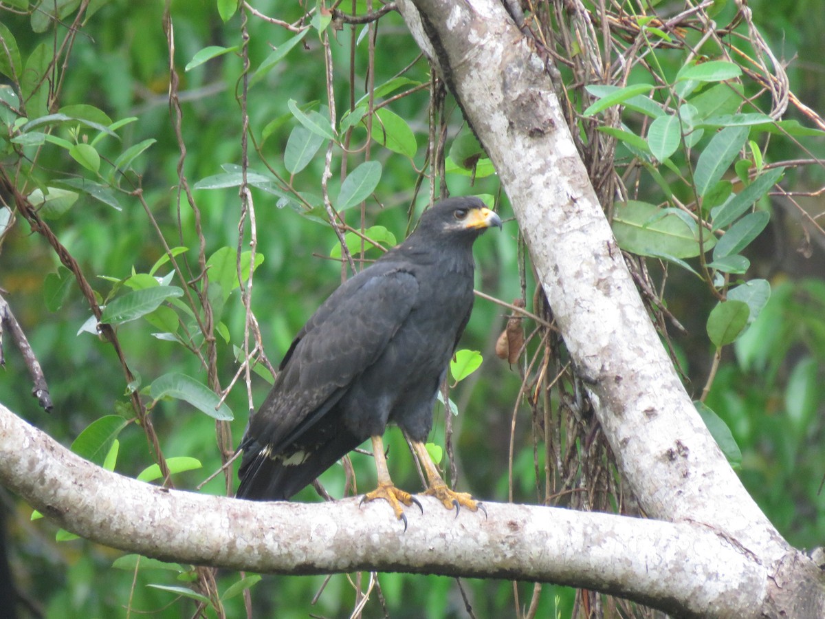 Common Black Hawk - ML646223319