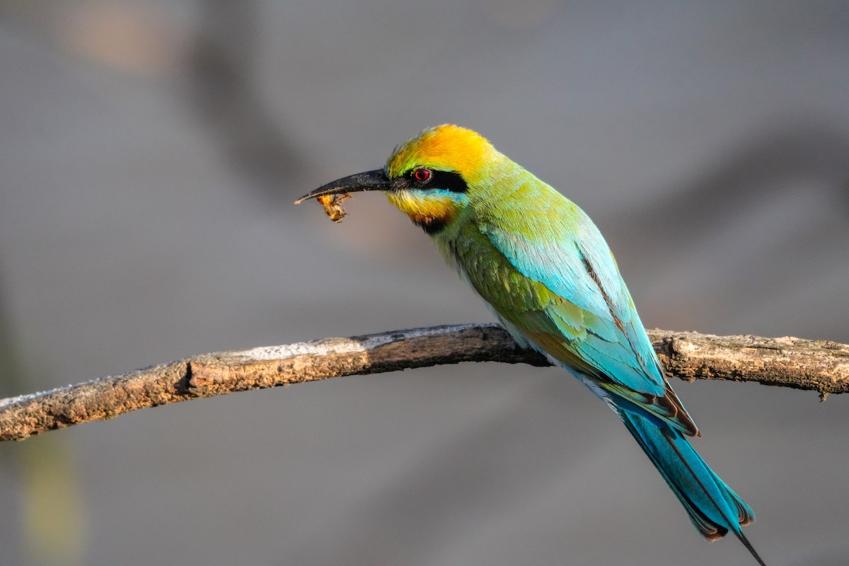 Rainbow Bee-eater - ML646223320