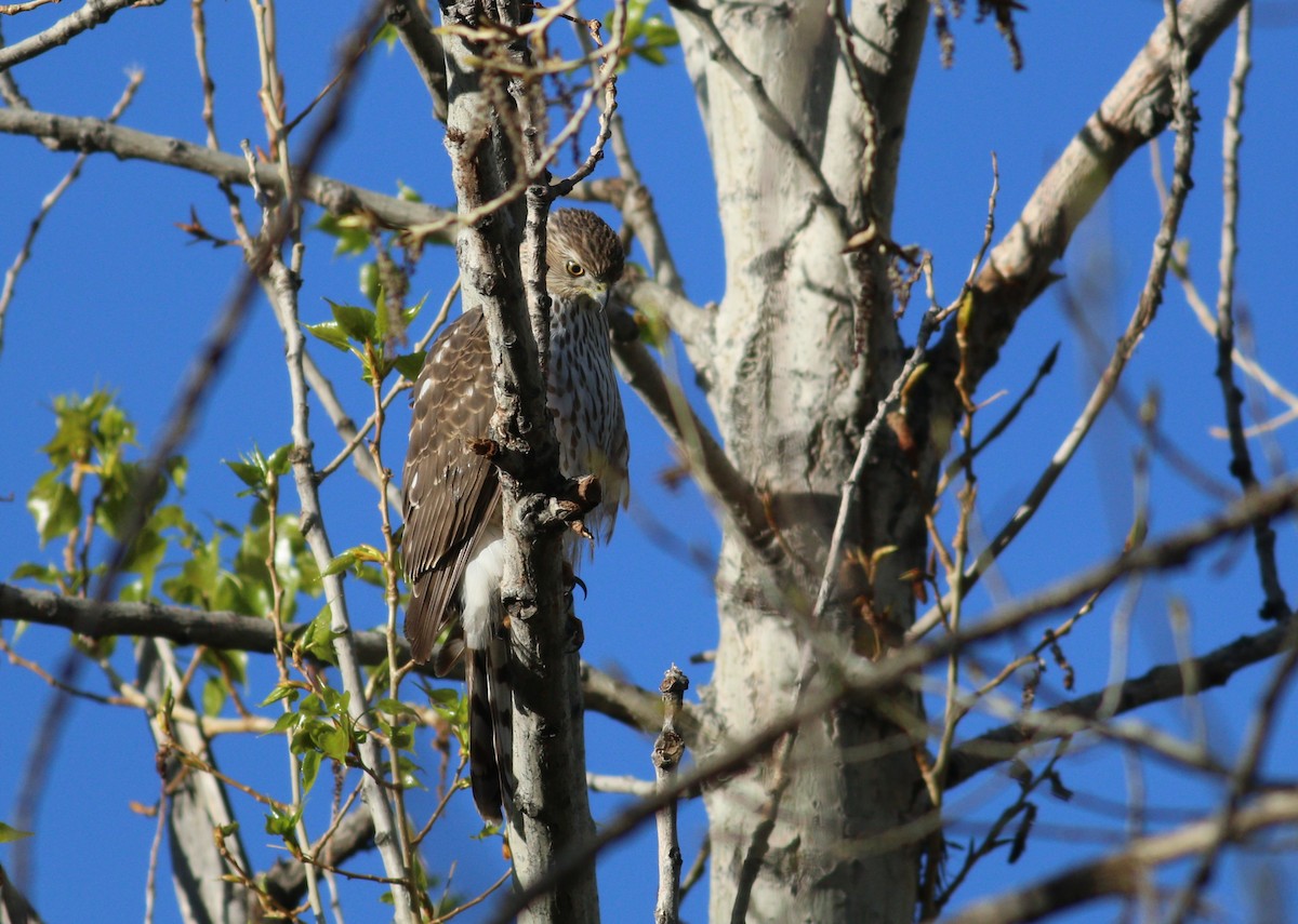 Cooper's Hawk - ML646223321