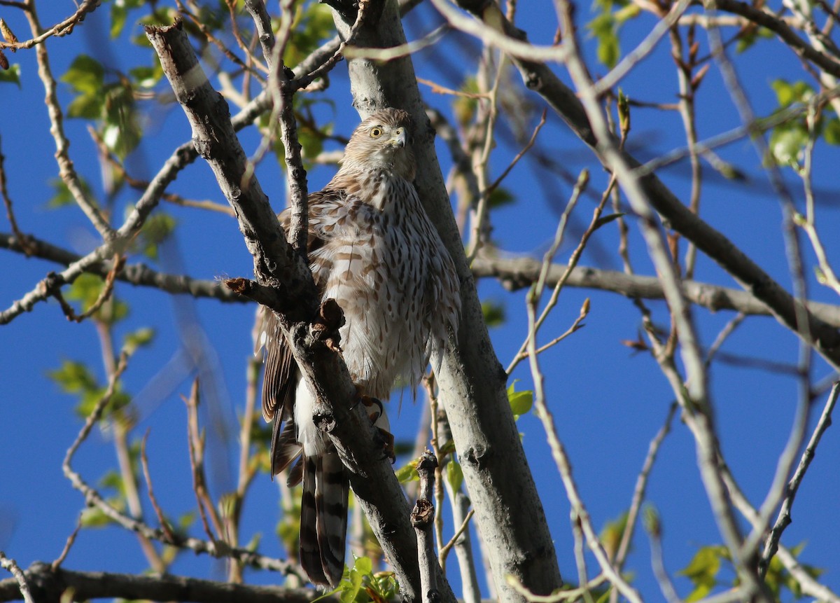 Cooper's Hawk - ML646223322