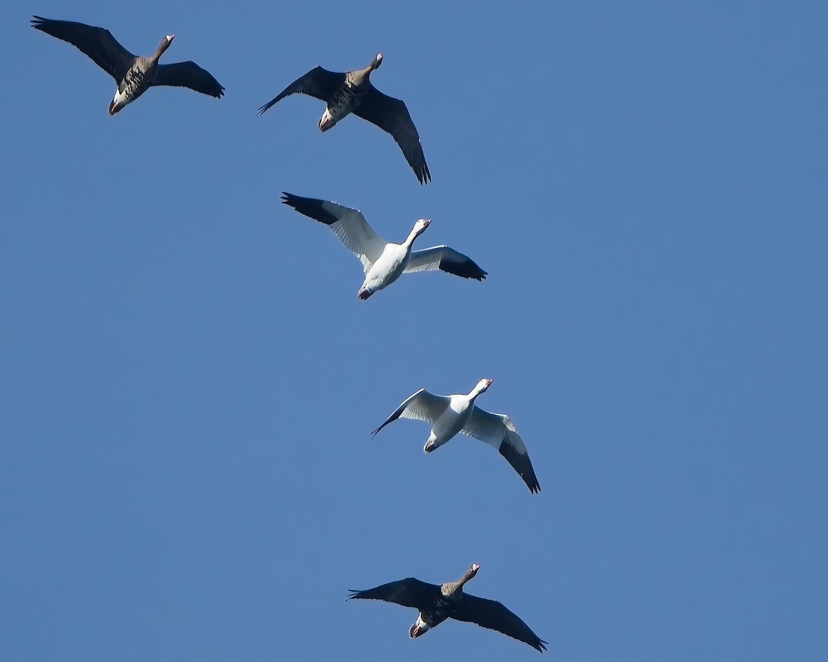 Snow Goose - ML646223323