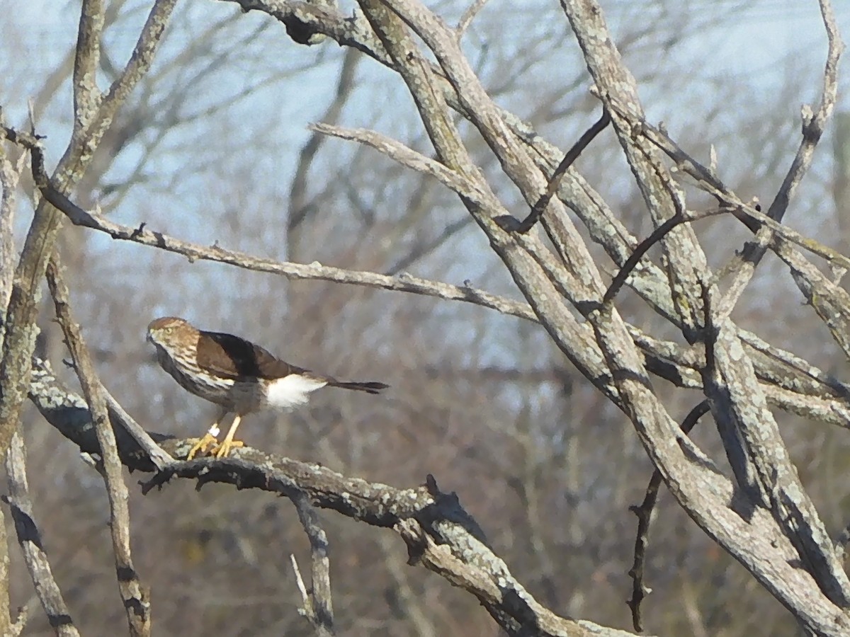 Cooper's Hawk - ML646223328