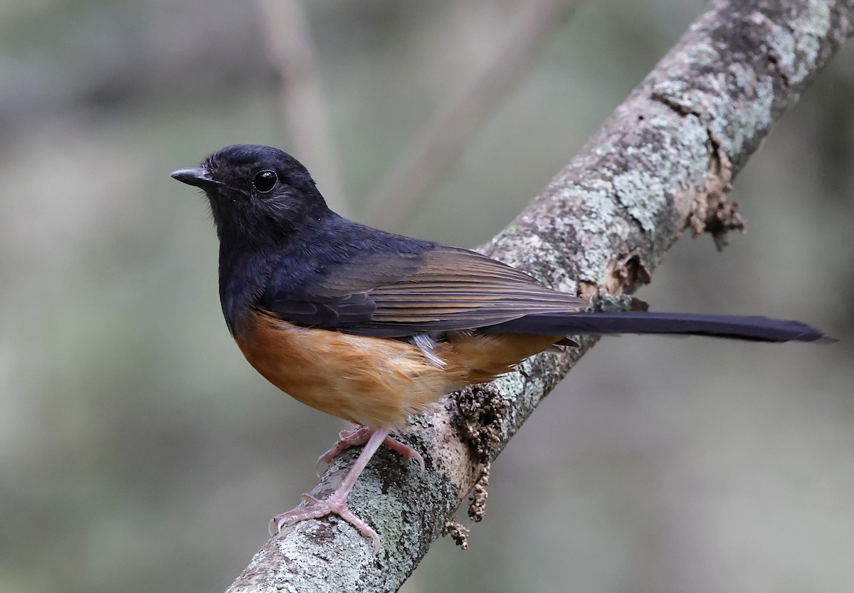 White-rumped Shama - ML646223329