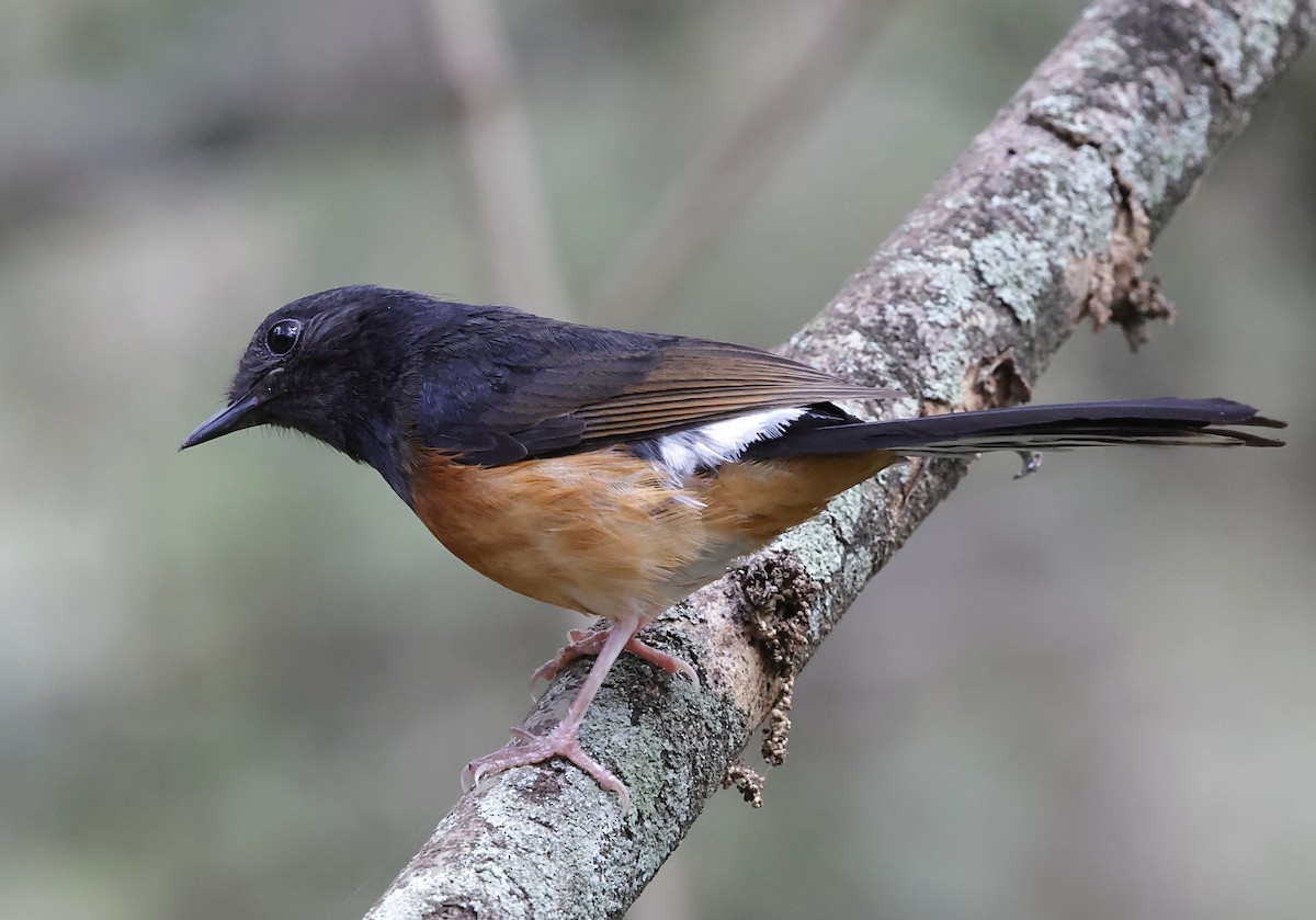 White-rumped Shama - ML646223330