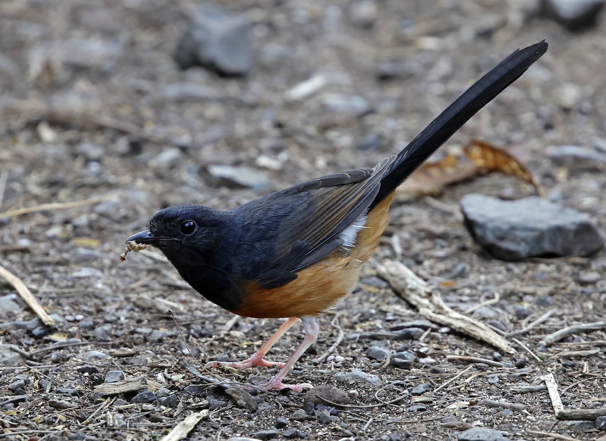 White-rumped Shama - ML646223331