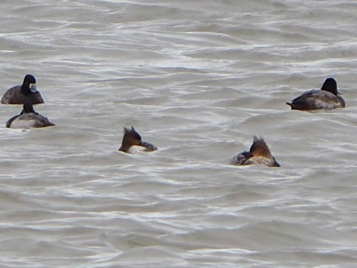 Red-breasted Merganser - ML646223332