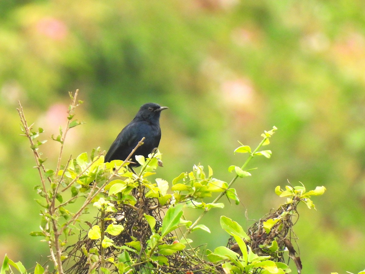 Indian Robin - ML646223333