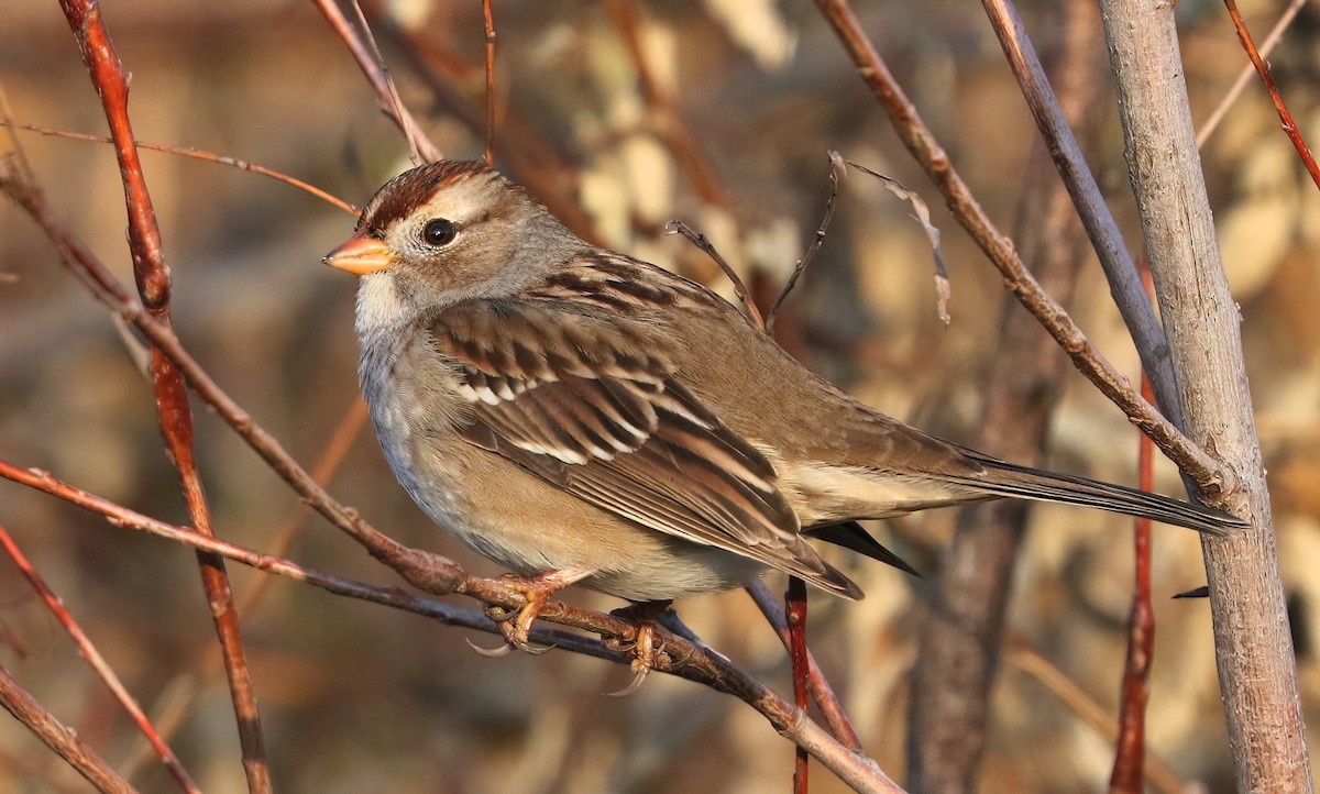 White-crowned Sparrow - ML646223334