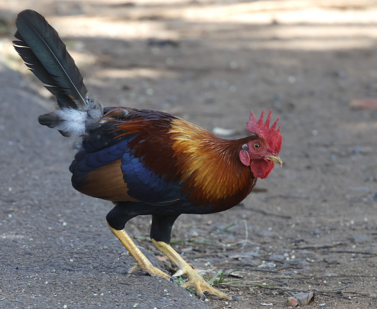 Red Junglefowl (Domestic type) - ML646223335