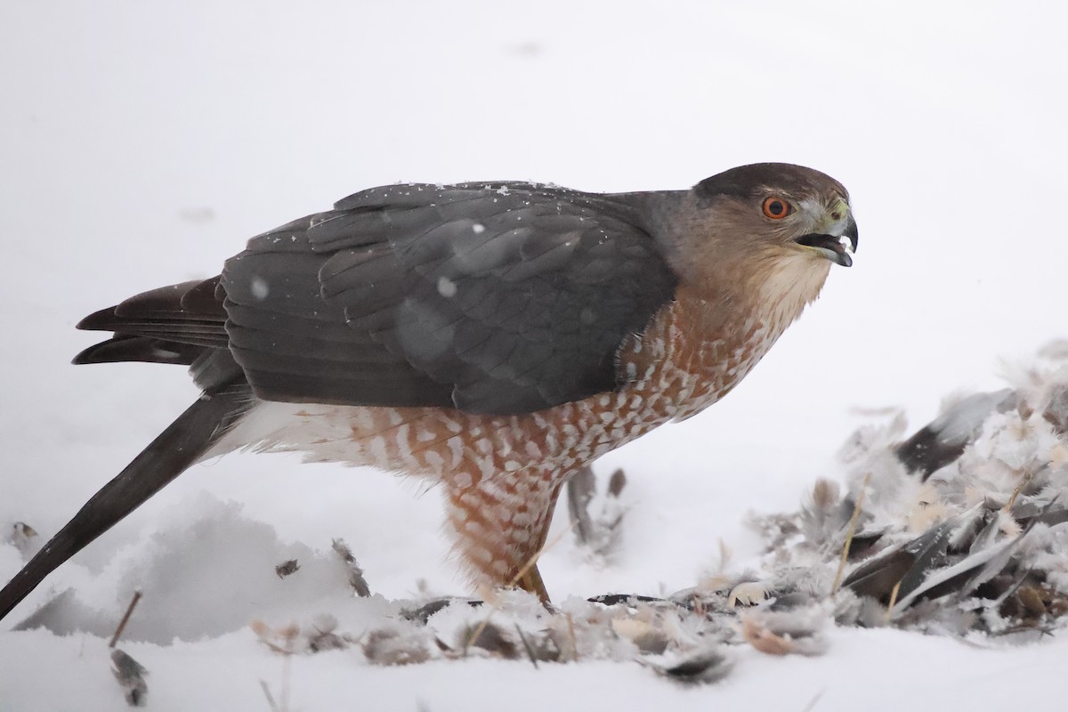 Cooper's Hawk - ML646223336