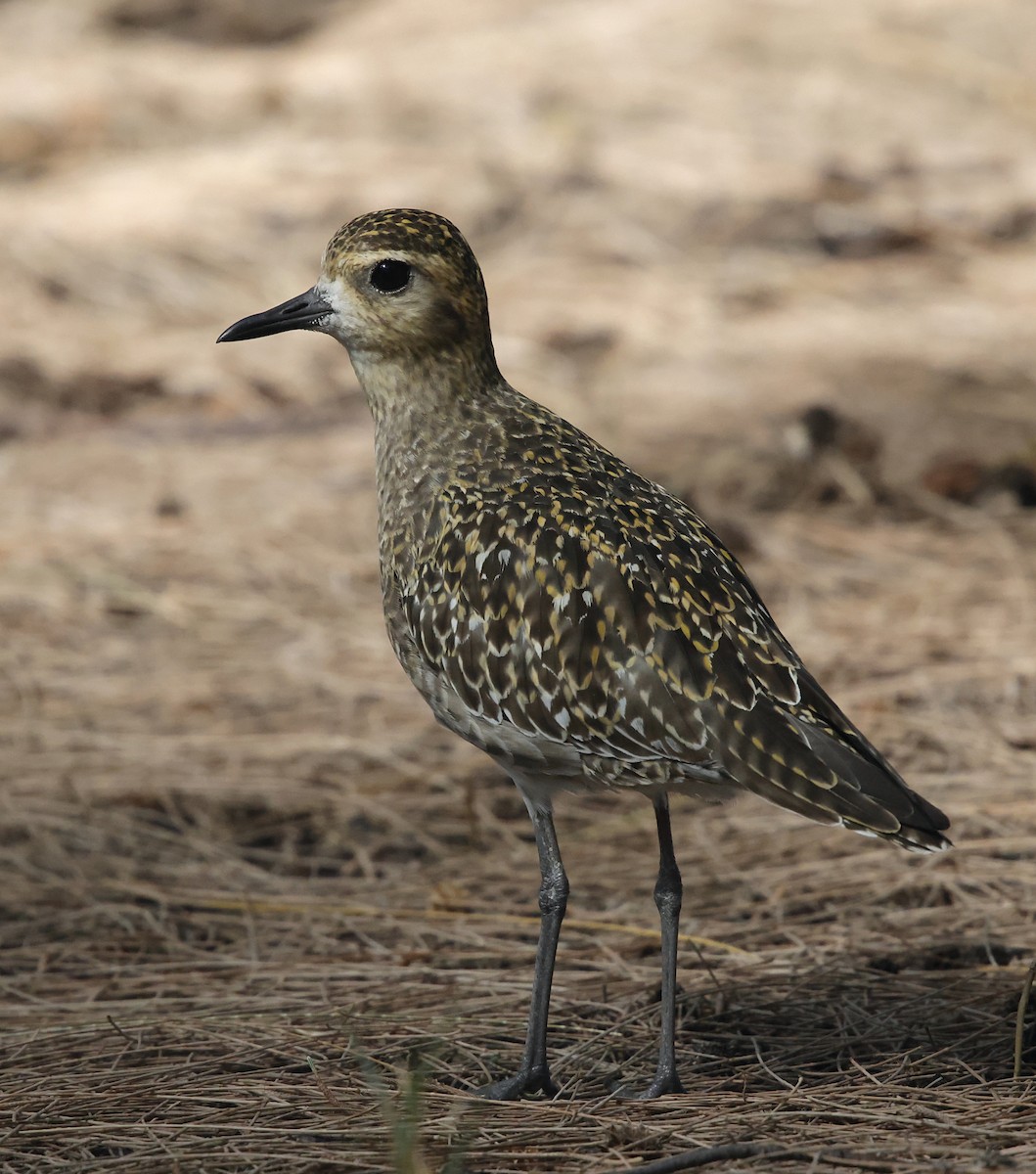 Pacific Golden-Plover - ML646223337