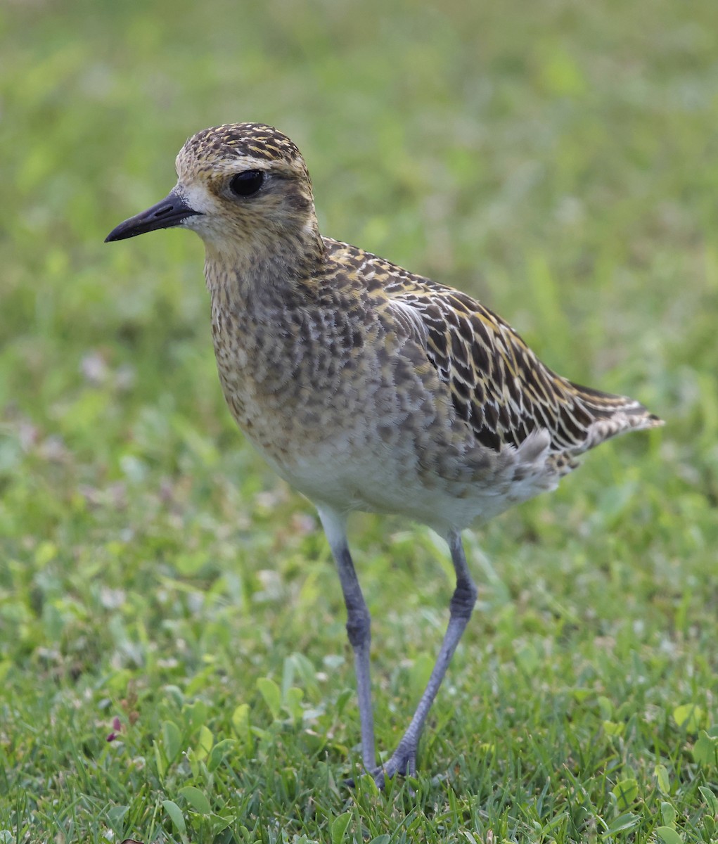 Pacific Golden-Plover - ML646223338