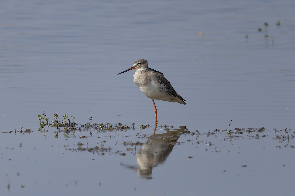Spotted Redshank - ML646223341