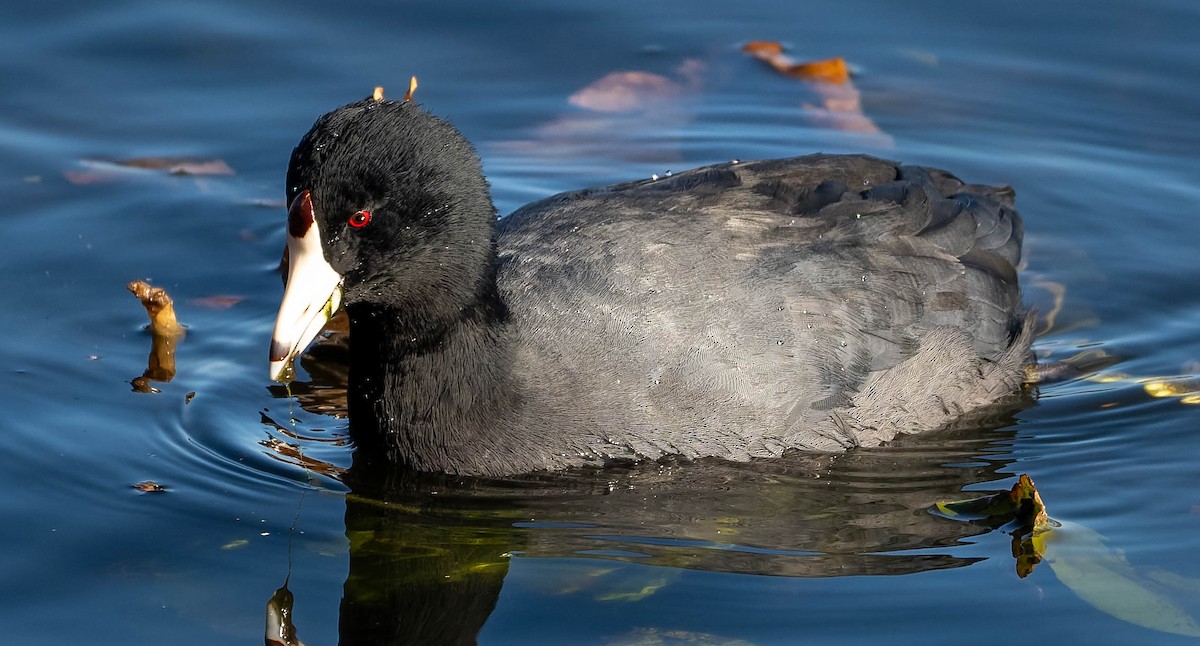 American Coot - ML646223342