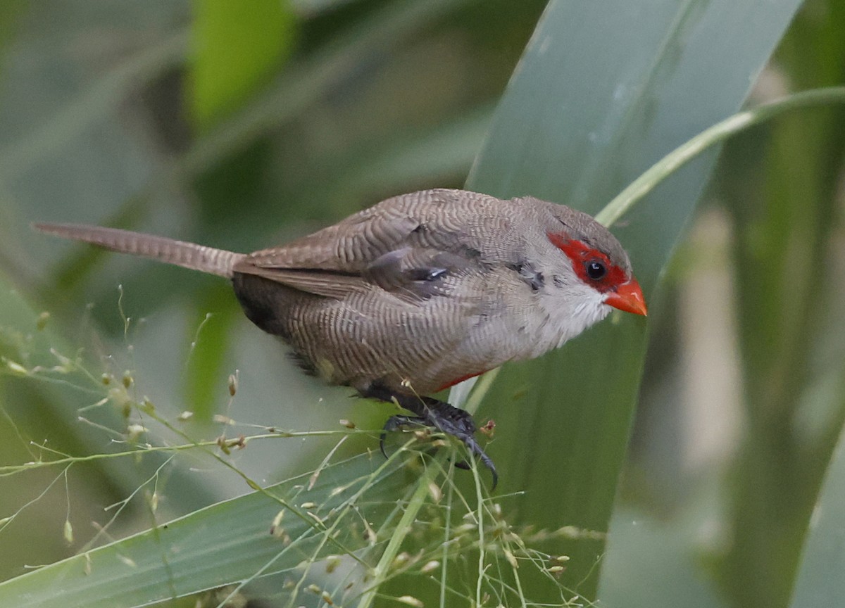 Common Waxbill - ML646223344