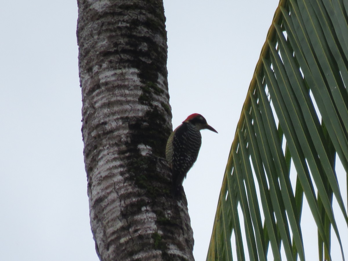 Black-cheeked Woodpecker - ML646223345