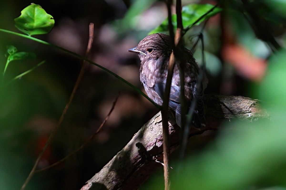 Eastern Yellow Robin - ML646223347