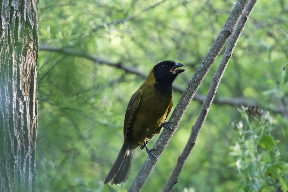 Crimson-collared Grosbeak - ML646223348