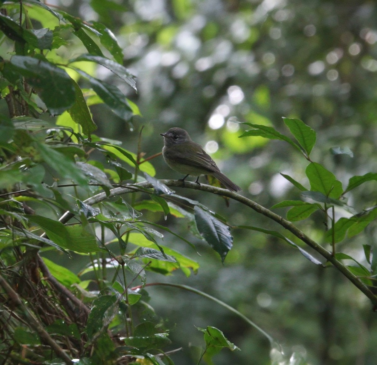 Greenish Elaenia - ML646223349