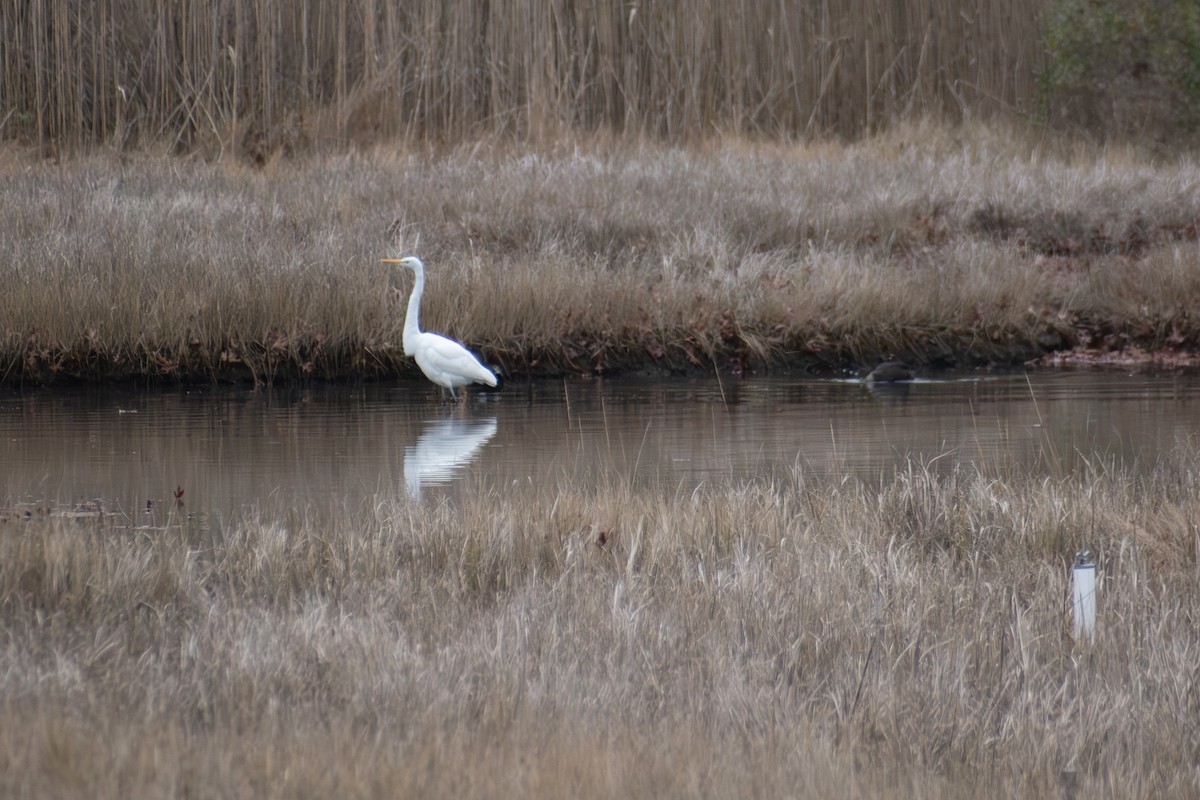 ダイサギ - ML646223350