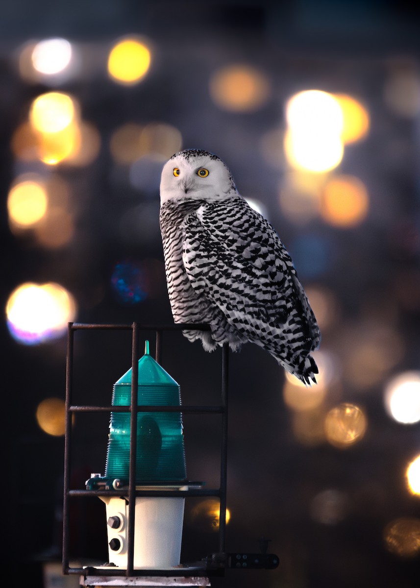 Snowy Owl - ML646223351