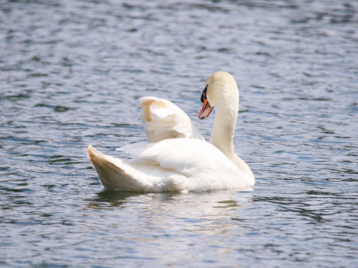 Mute Swan - ML646223352