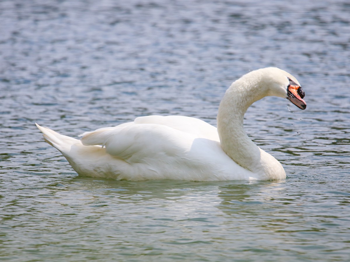 Mute Swan - ML646223353