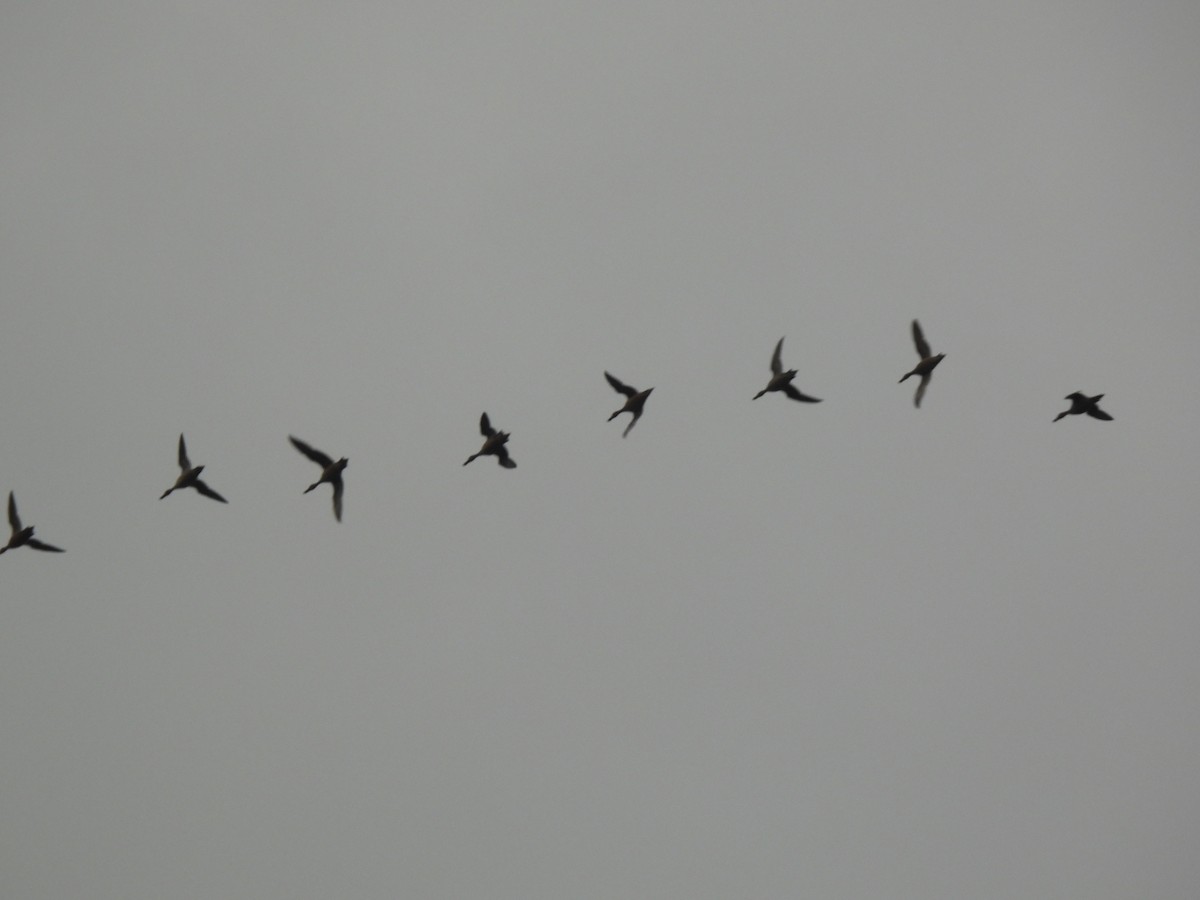 Northern Pintail - ML646223355