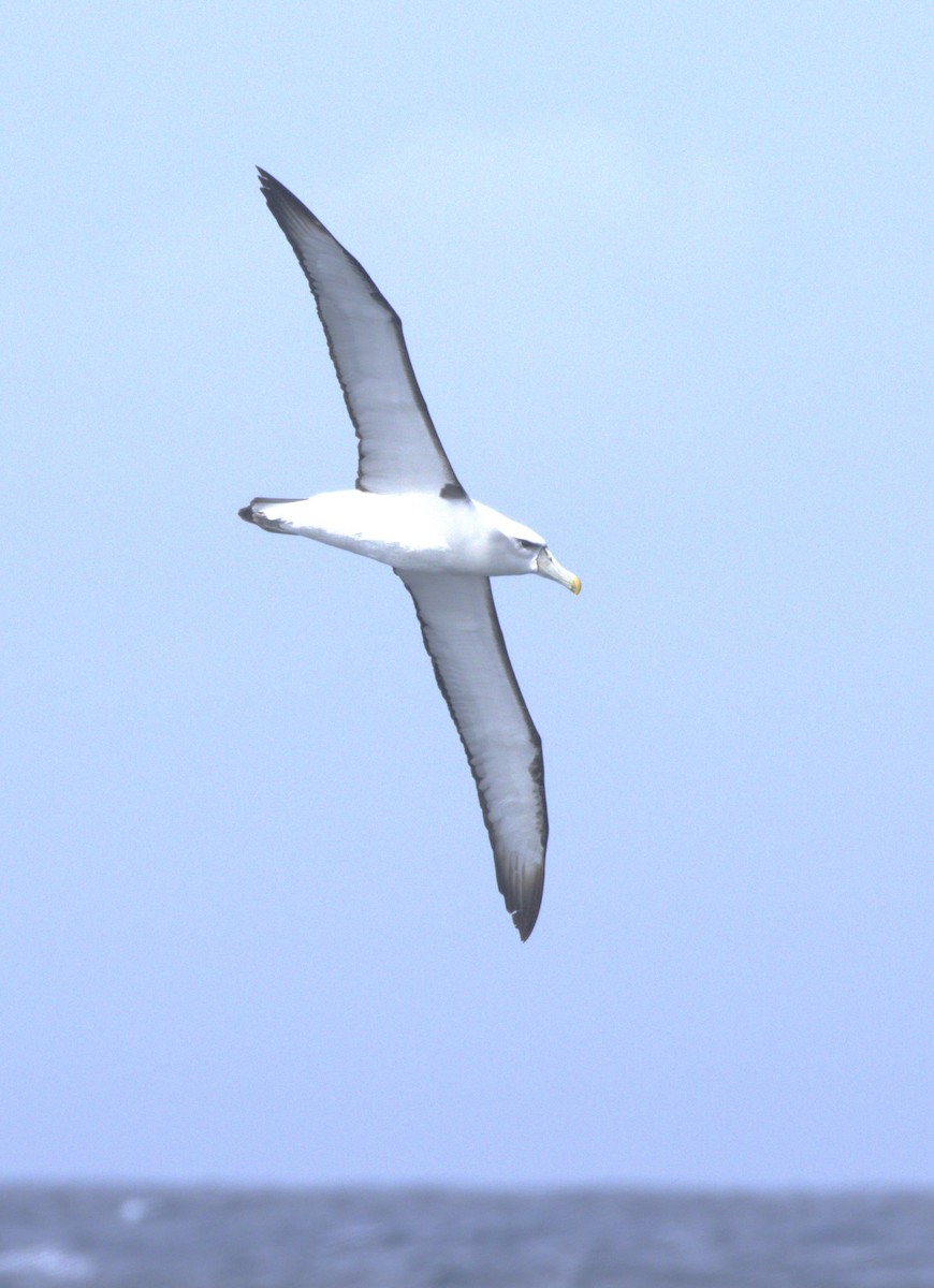White-capped Albatross - ML646223359